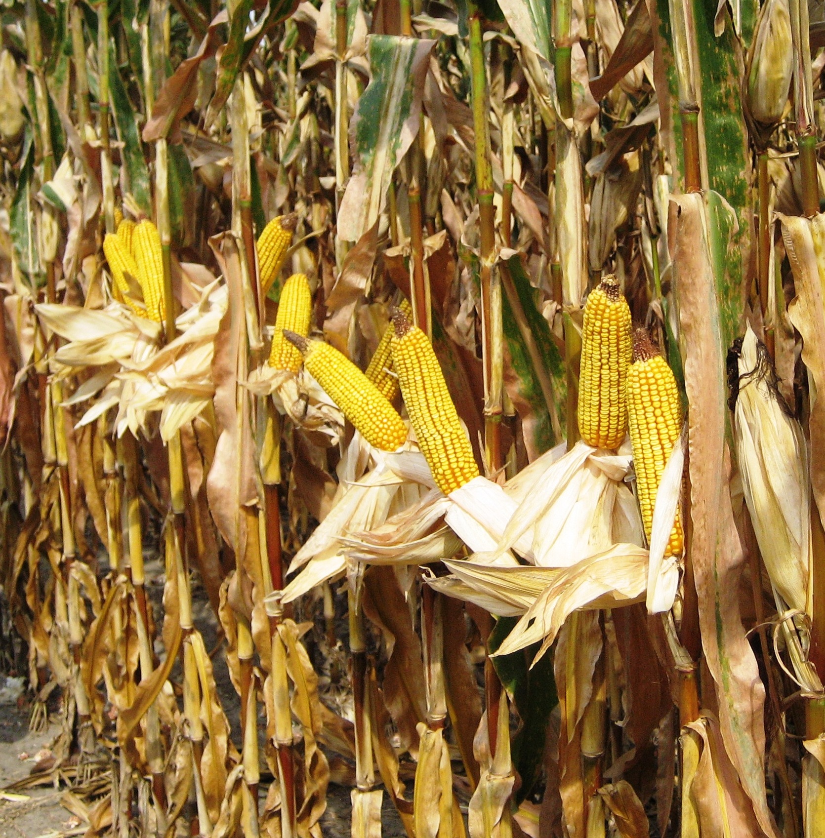 a corn field