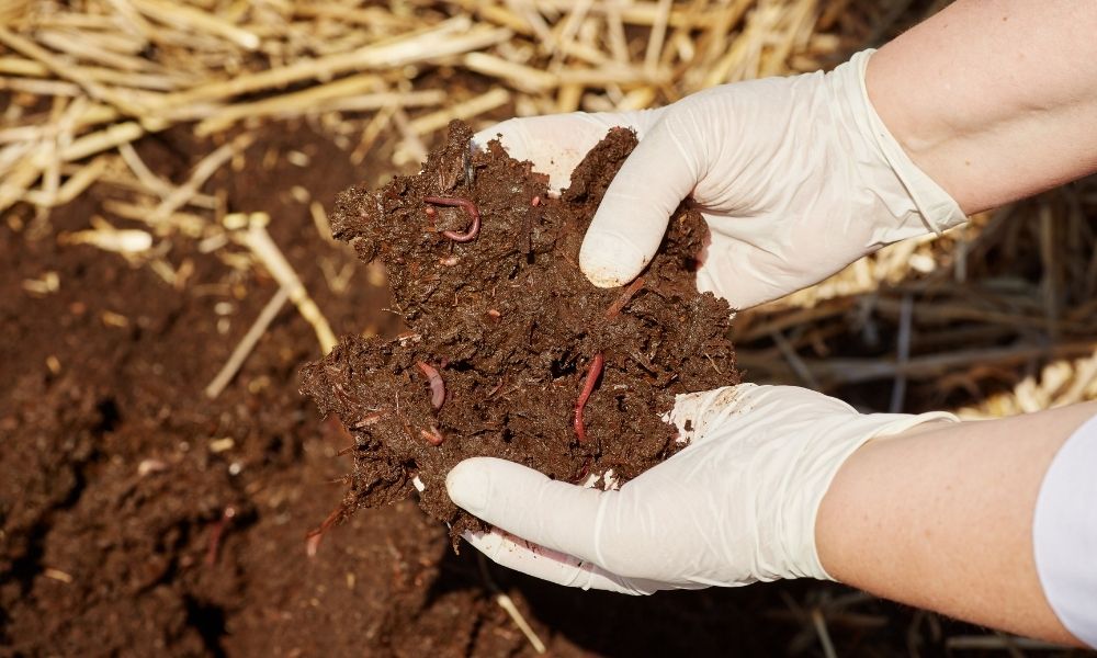 The Role of Microorganisms in the Composting Process